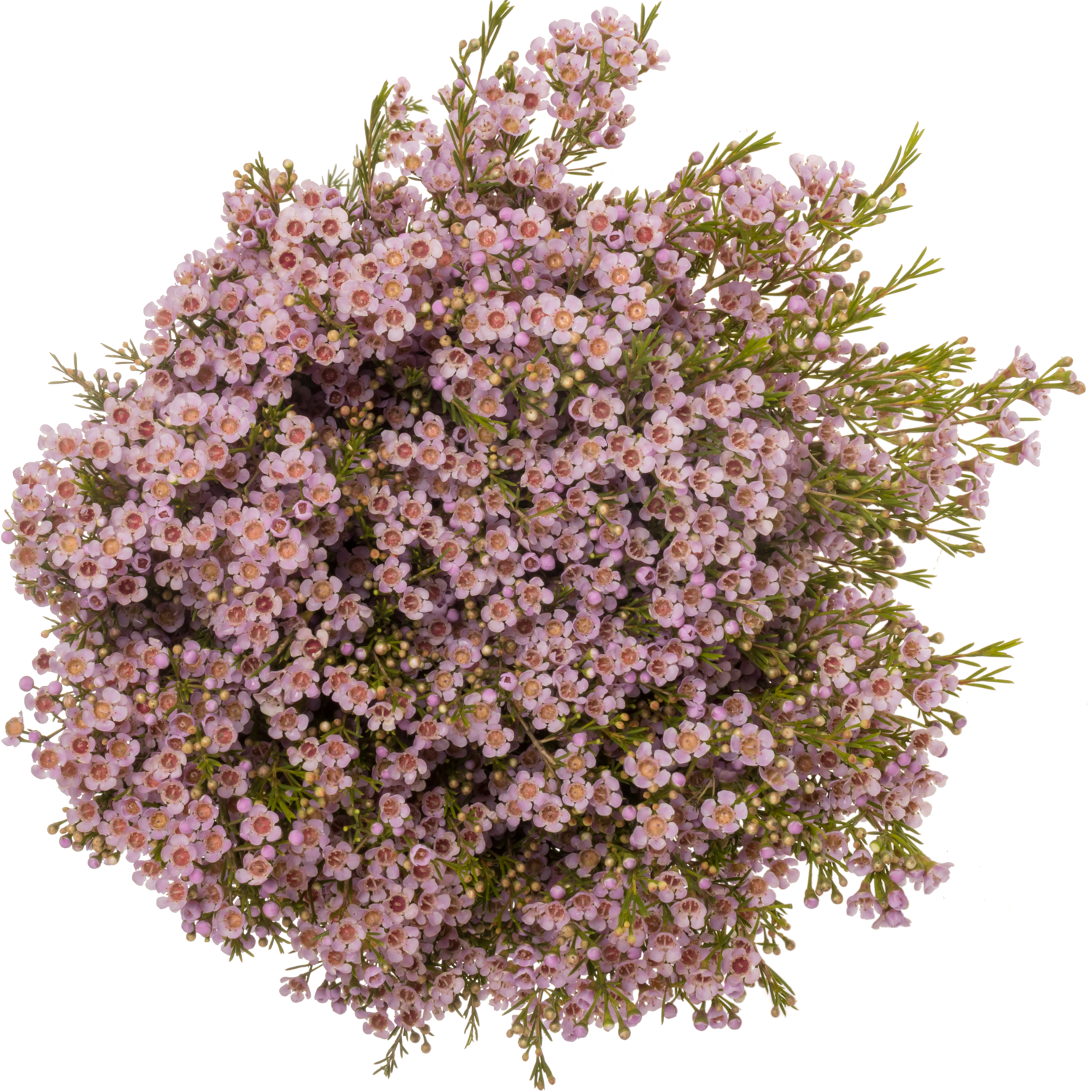 Wachsflower lila Orchid 55 Gramm 75cm