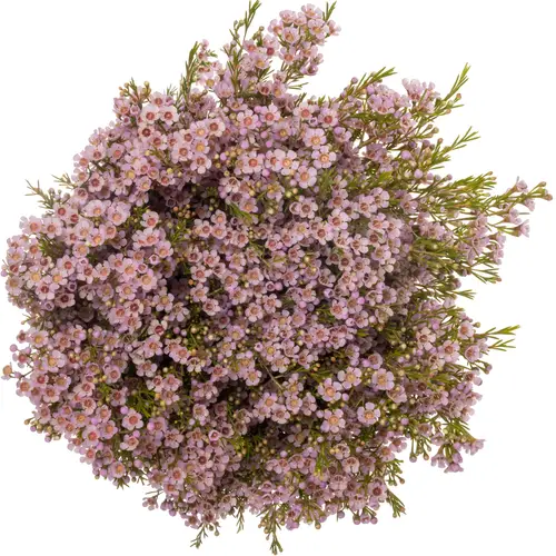 Wachsflower lila Orchid 55 Gramm 75cm