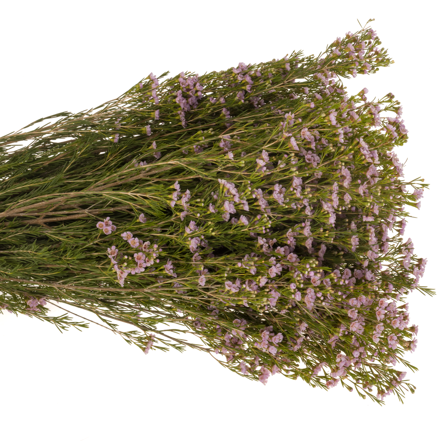 Wachsflower hell rosa Orchid 55 Gramm 75cm