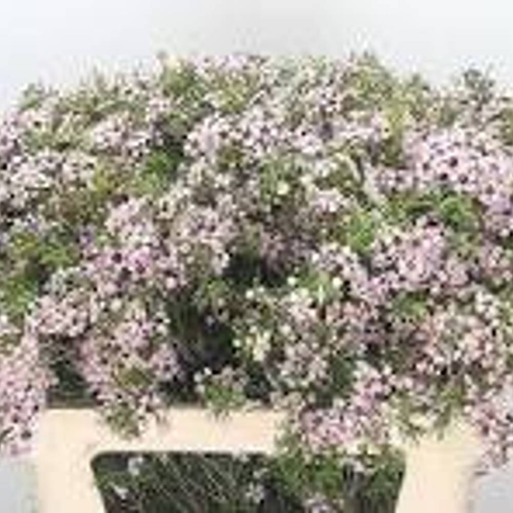 Wachsflower lila Orchid 55 Gramm 75cm