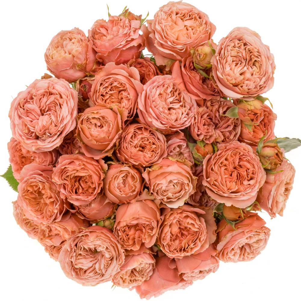 Rose verzweigt lachs Bella Trendsetter 4+Blüte 60cm