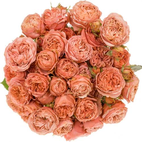 Rose verzweigt lachs Bella Trendsetter 4+Blüte 60cm