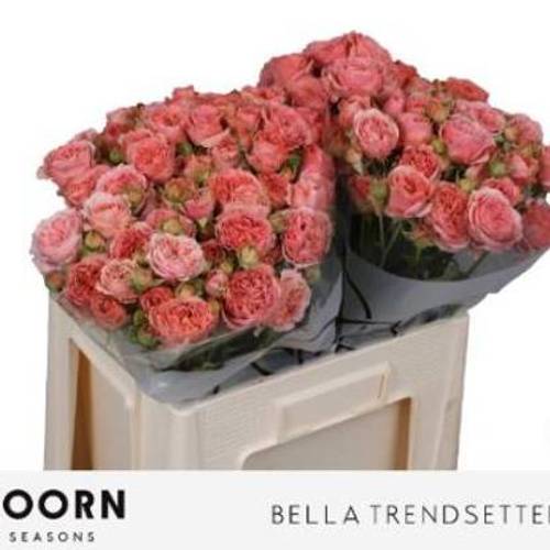 Rose verzweigt lachs Bella Trendsetter 4+Blüte 60cm