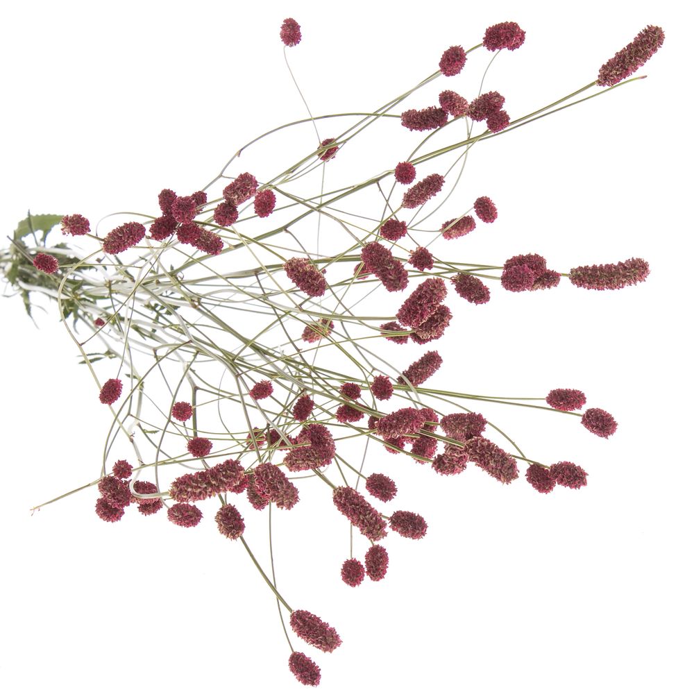 Sanguisorba Red Dream 90cm