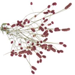 Sanguisorba Red Dream 90cm