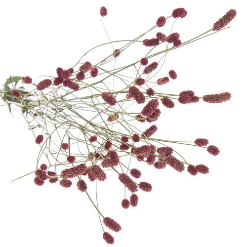 Sanguisorba Red Dream 90cm