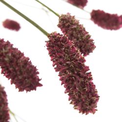 Sanguisorba Red Dream 90cm