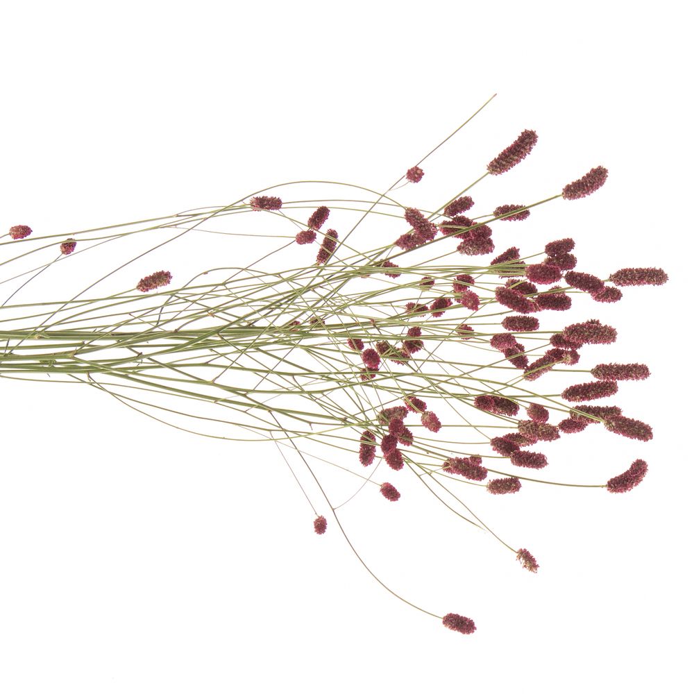 Sanguisorba Red Dream 90cm