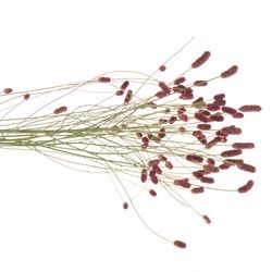 Sanguisorba Red Dream 90cm
