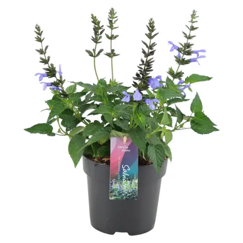 Salvia blau Salgoon T17 H050
