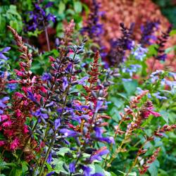 Salvia milka Salgoon T17 H050