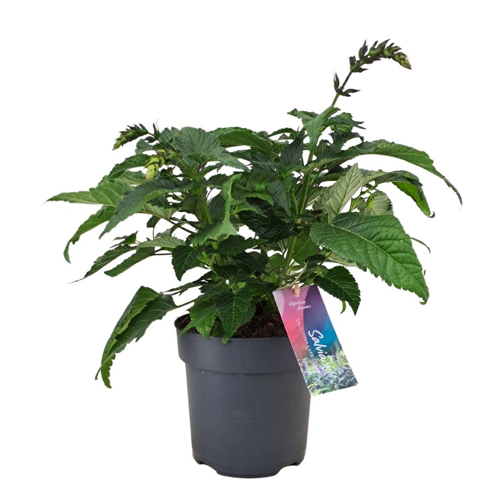 Salvia milka Salgoon T17 H050