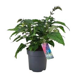 Salvia milka Salgoon T17 H050