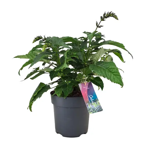 Salvia milka Salgoon T17 H050