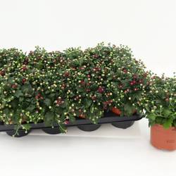Chrys.purple Gardenmums T13 H017