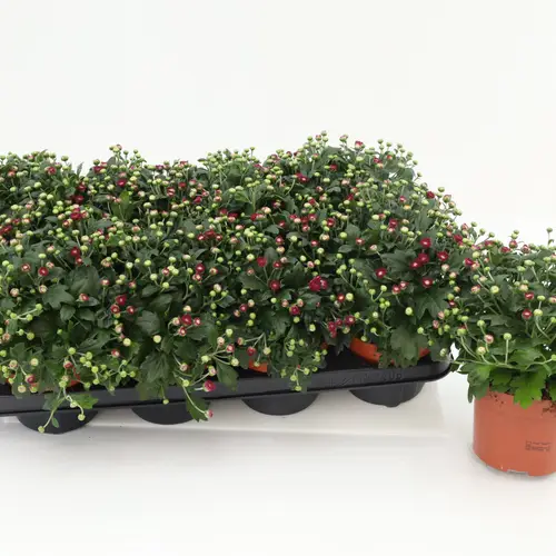 Chrys.Gardenmums lila T13 H017