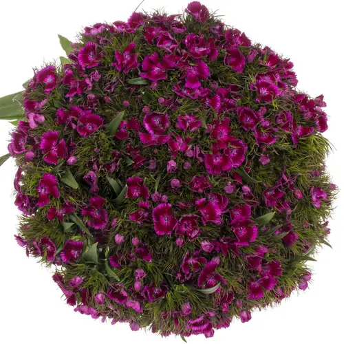 Bartnelke fuchsia Jolly 55cm