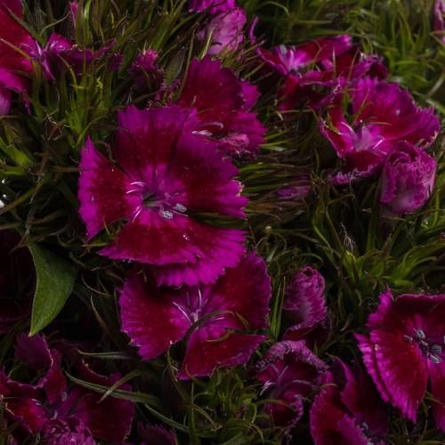 Bartnelke fuchsia Jolly 55cm