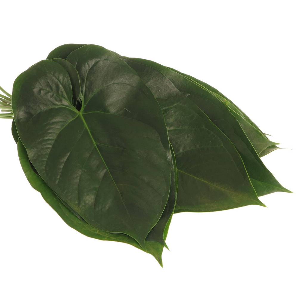 Anthurium Blatt grün Gross 40cm