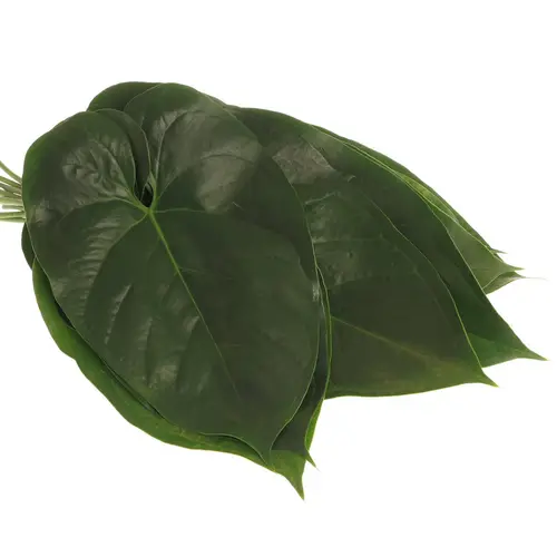 Anthurium Blatt grün Gross 40cm