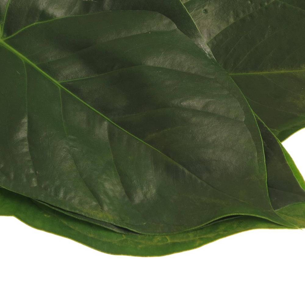 Anthurium Blatt grün Gross 40cm