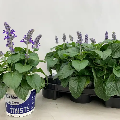 Salvia Mystic Spires Blue T13 H025