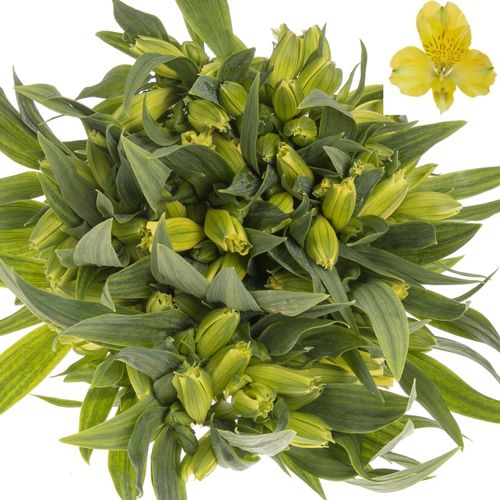Alstroemerie gelb Nalani 60 Gramm 75cm