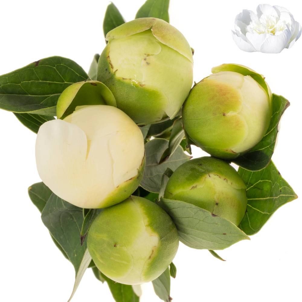 Pfingstrose creme/weiss Bridal Shower 40cm