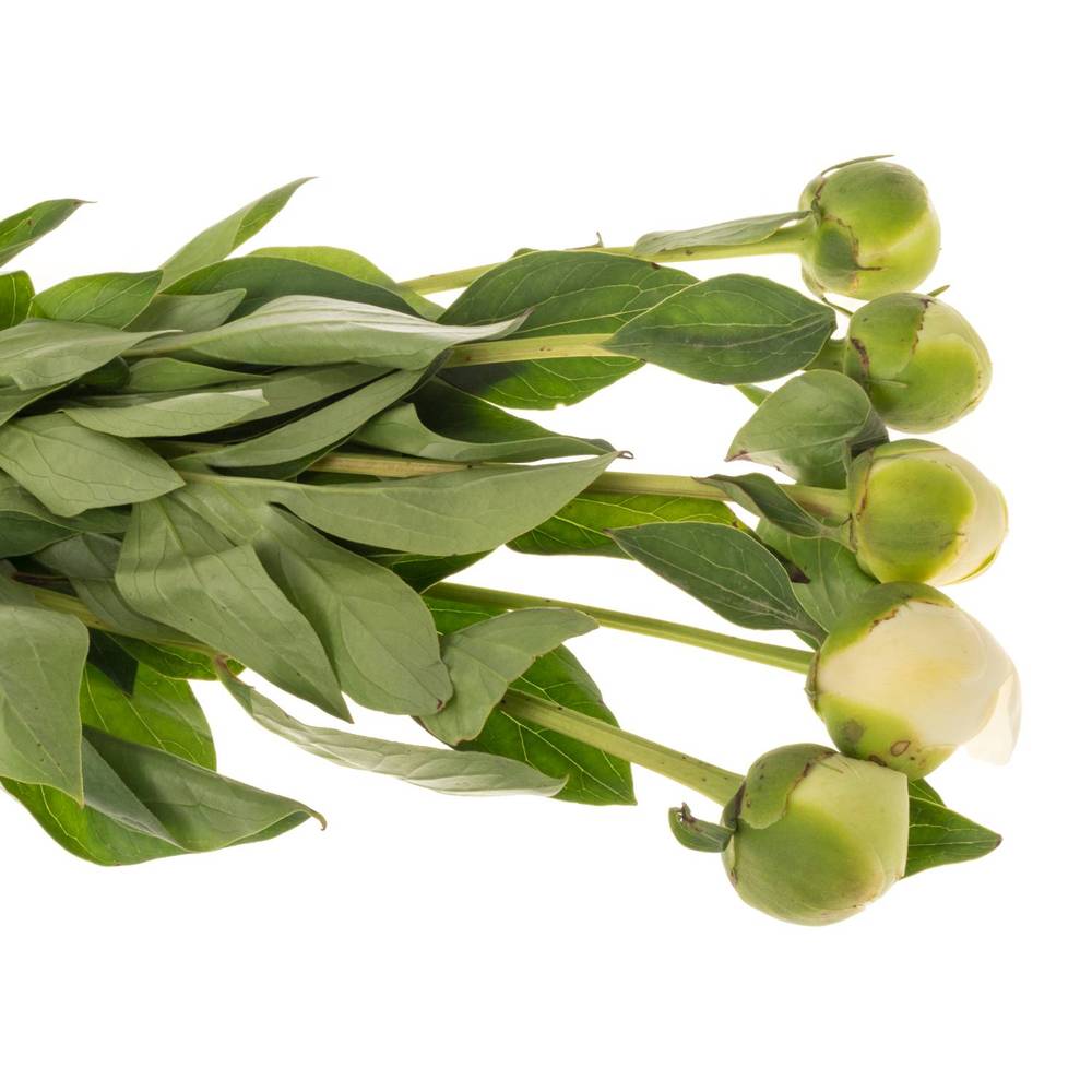 Pfingstrose creme/weiss Bridal Shower 40cm