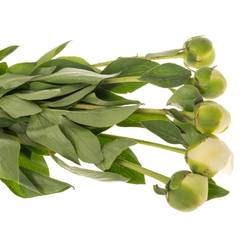 Pfingstrose creme/weiss Bridal Shower 40cm