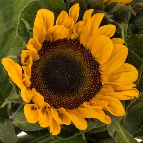 Sonnenblume gelb overtoom 80cm