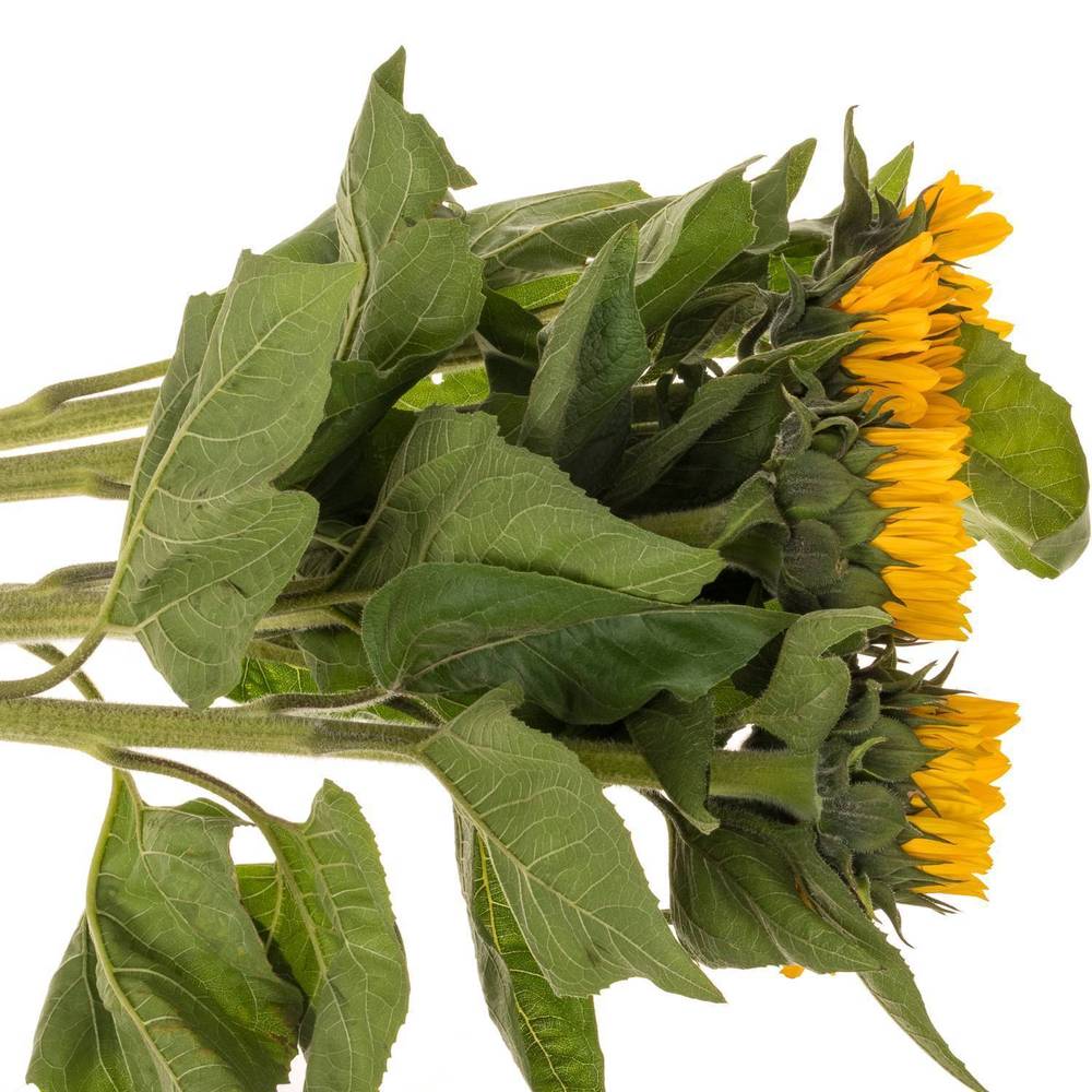 Sonnenblume gelb overtoom 80cm