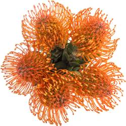 Nutans orange Man Zest 60cm