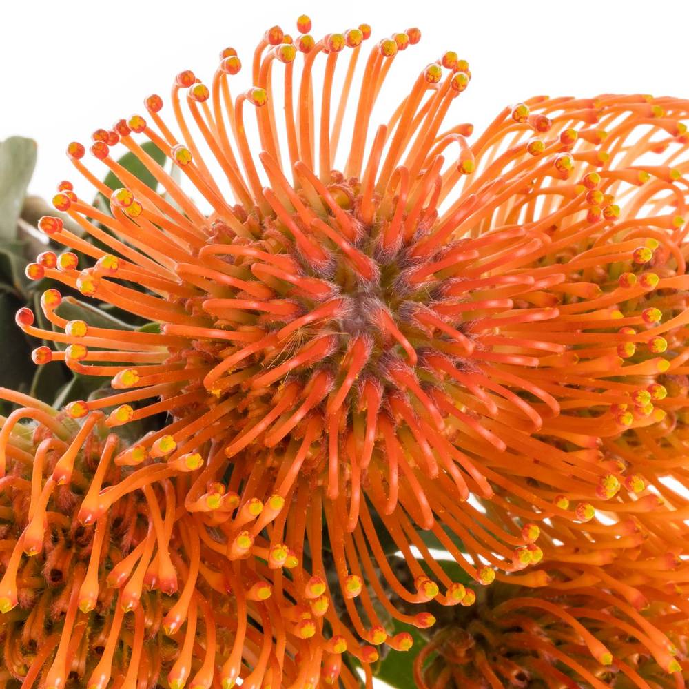 Nutans orange Man Zest 60cm