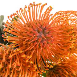 Nutans orange Man Zest 60cm