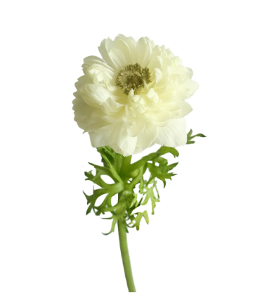 Anemone weiss Levante White 40cm Italien