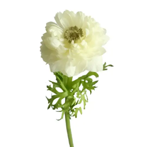 Anemone weiss Levante White 40cm Italien