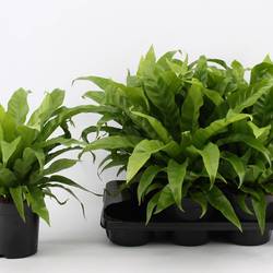Asplenium Antiqum T17 H040