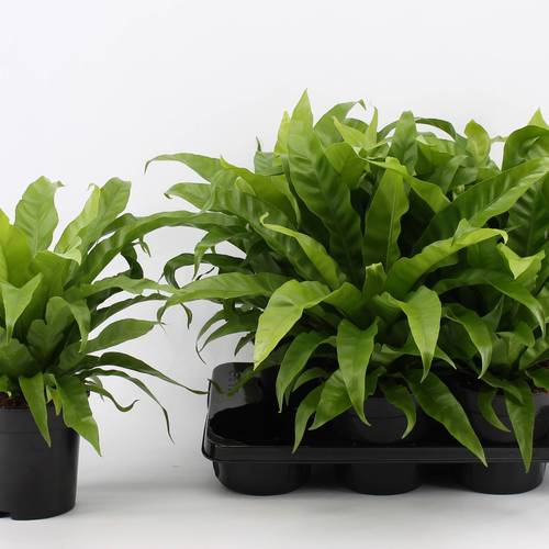 Asplenium Antiqum T17 H040