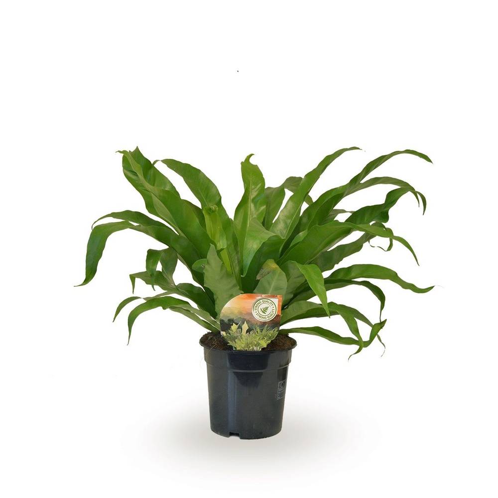 Asplenium Antiqum T17 H040