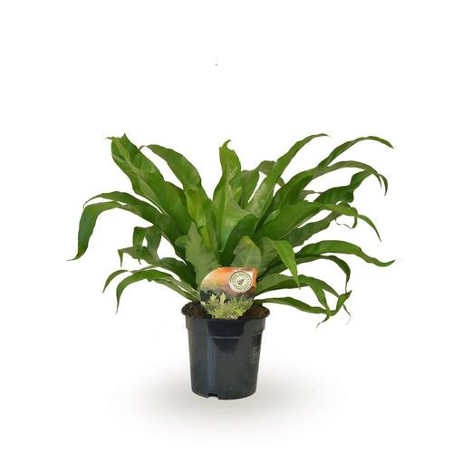 Asplenium Antiqum T17 H040