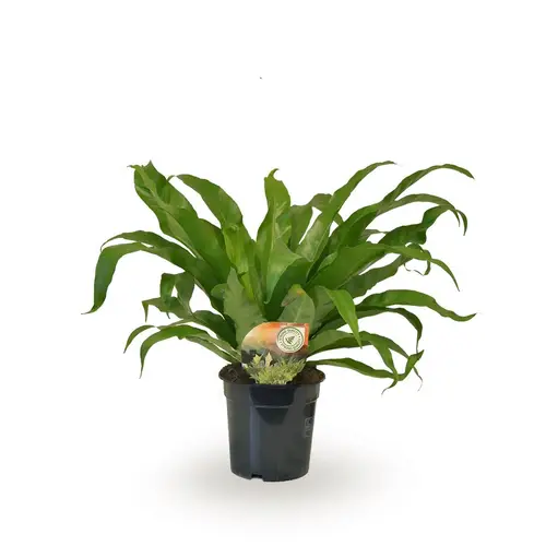 Asplenium Antiqum T17 H040