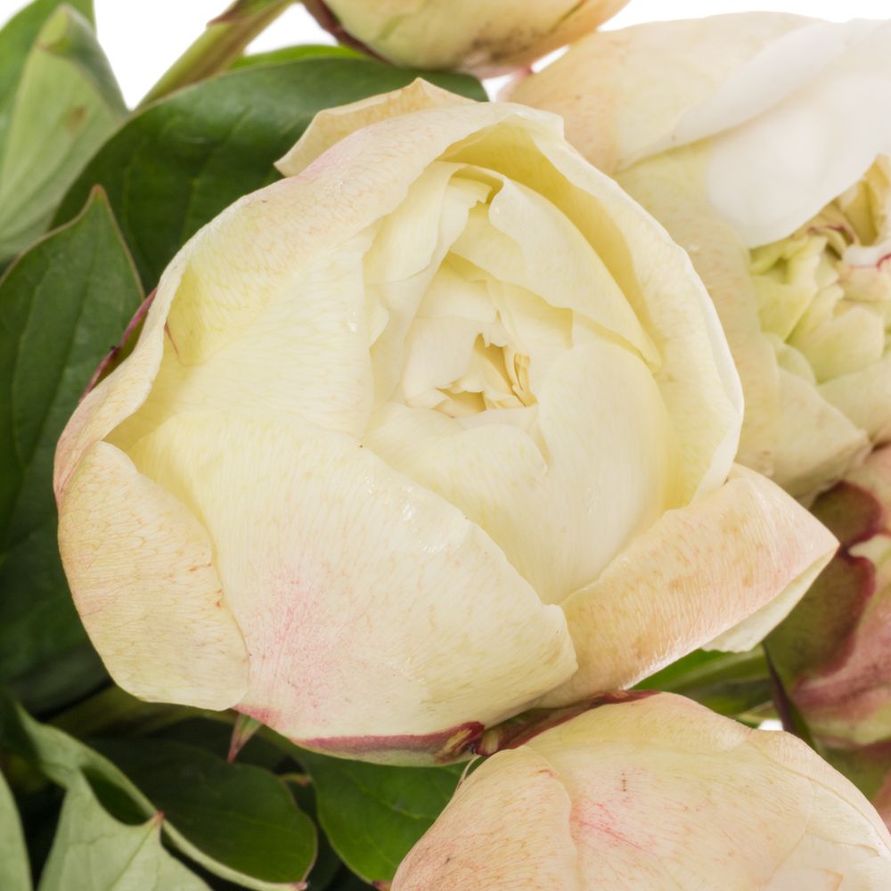 Pfingstrose weiss/rosa gefüllt Odile Ex 50cm