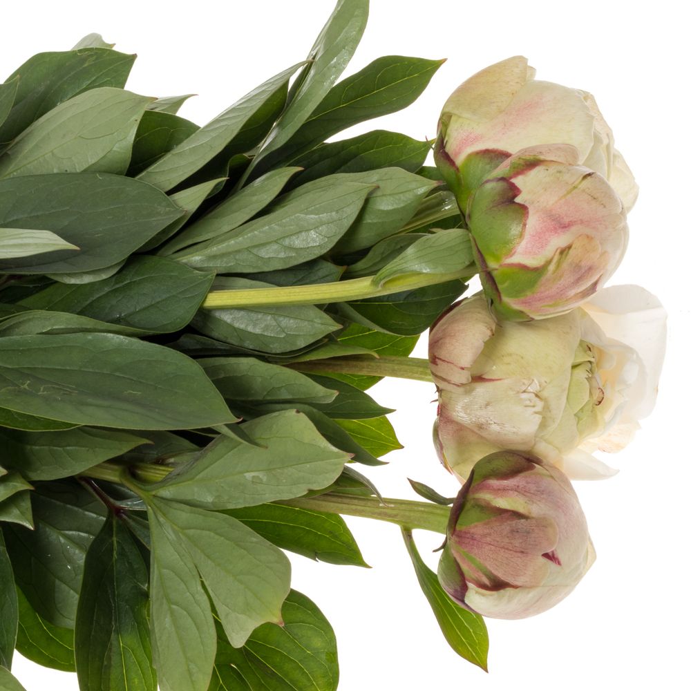 Pfingstrose weiss/rosa gefüllt Odile Ex 50cm