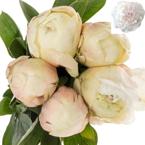 Pfingstrose weiss/rosa gefüllt Odile Ex 50cm