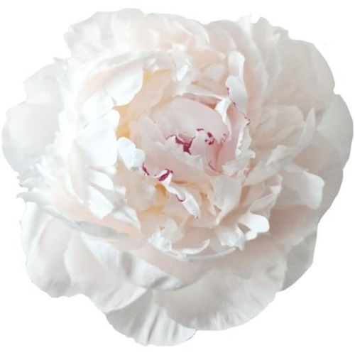 Pfingstrose weiss/rosa gefüllt Odile Ex 50cm