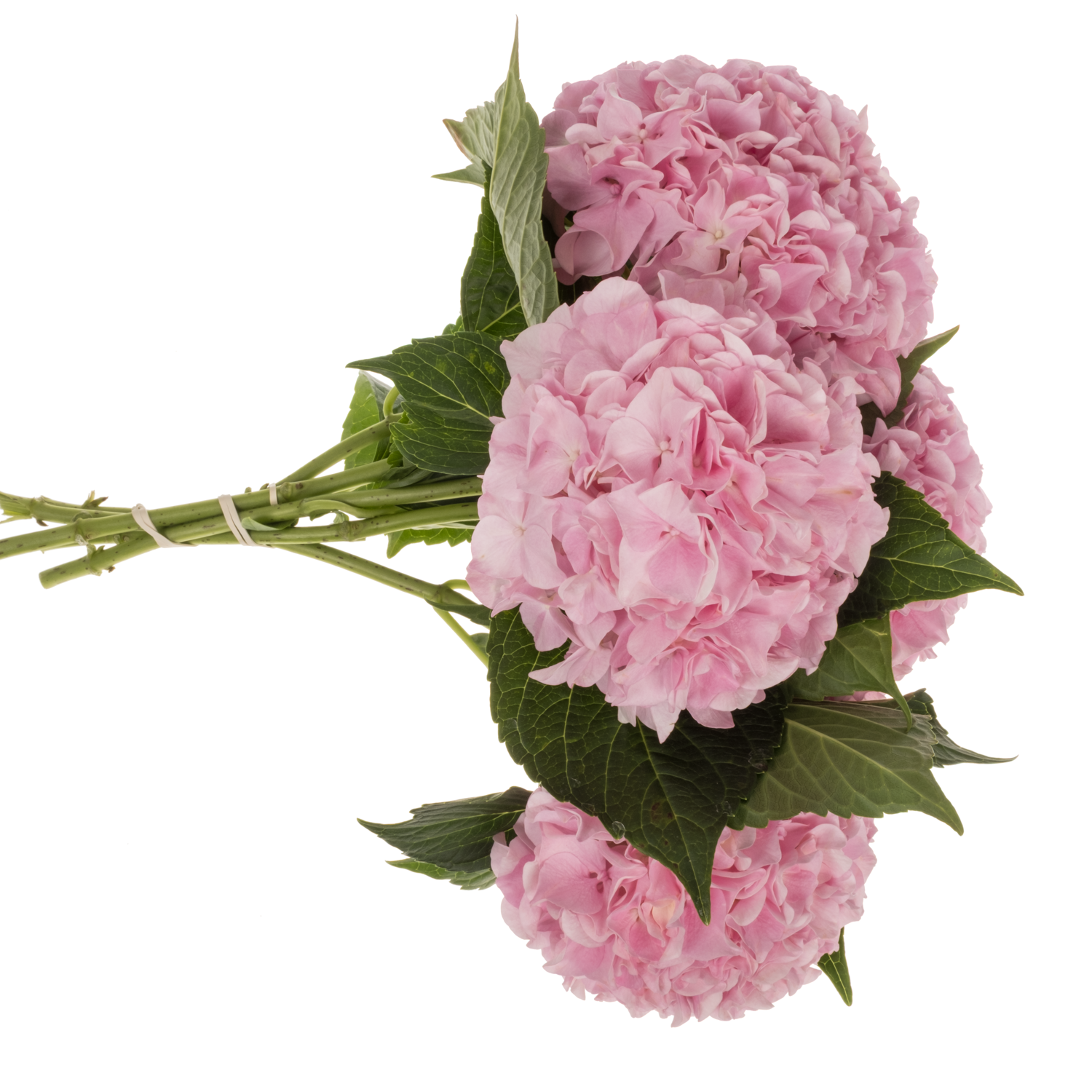 Hortensie rosa Pink Floyd Bol 14cm 40cm