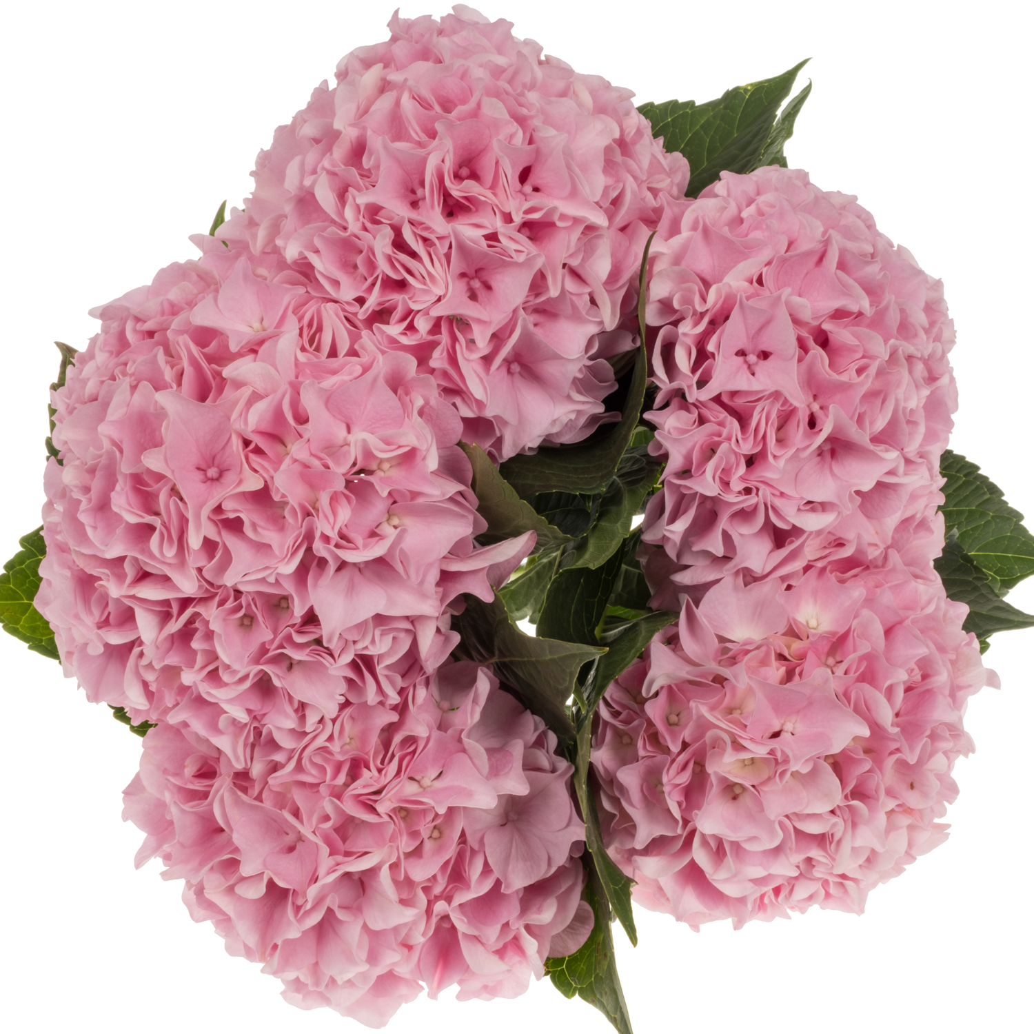 Hortensie rosa Pink Floyd Bol 14cm 40cm