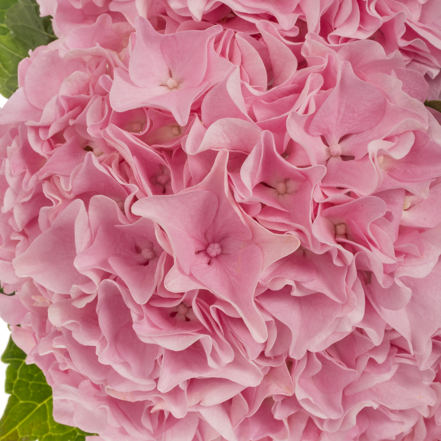 Hortensie rosa Pink Floyd Bol 14cm 40cm