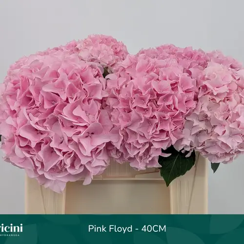 Hortensie rosa Pink Floyd Bol 14cm 40cm